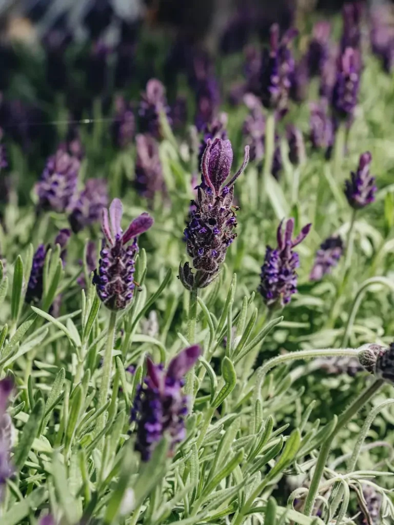 Lavandula Luxurious