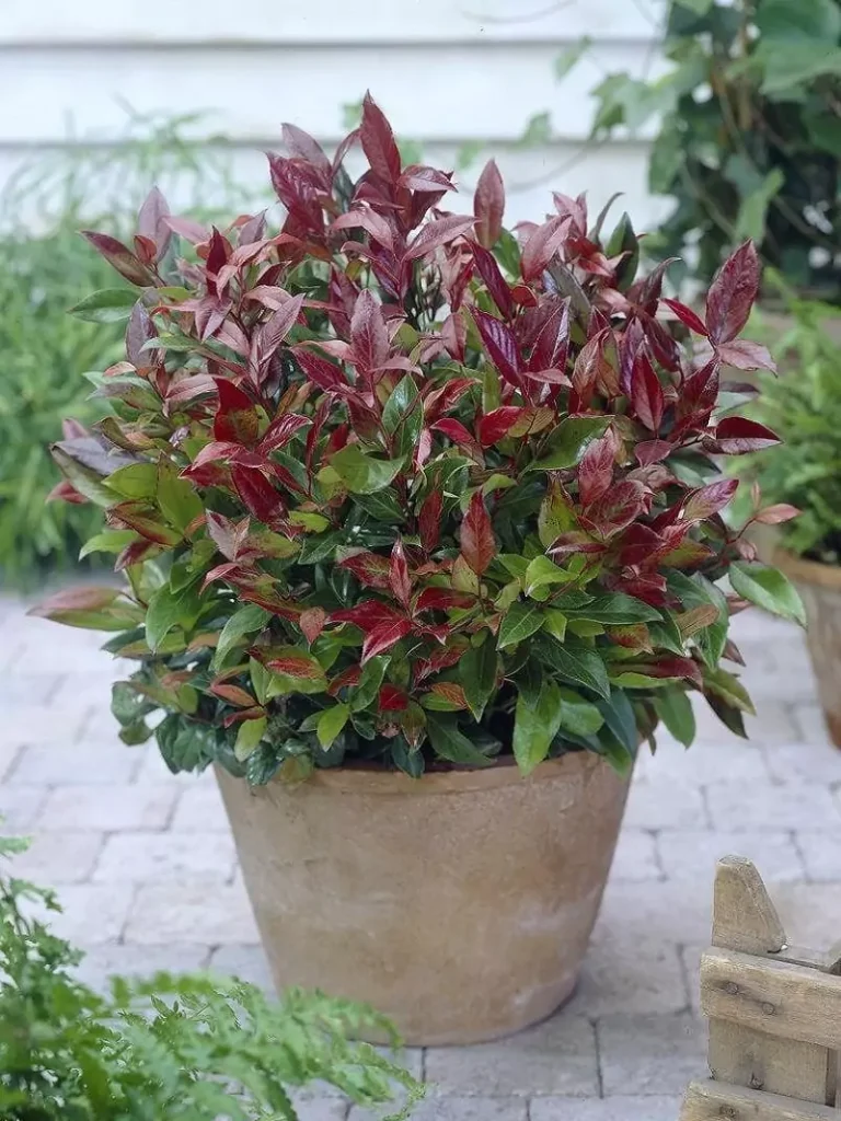 Leucothoe Rainbow Nana