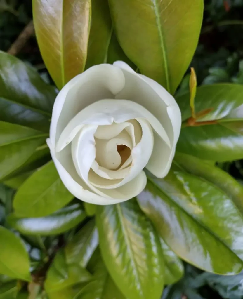Magnolia Grandiflorum