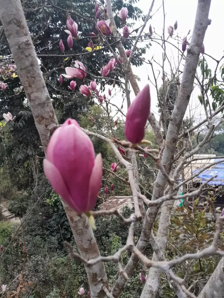 Magnolia Saucer