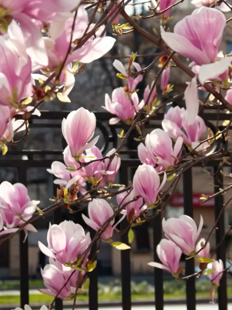 Magnolia Soulangeana