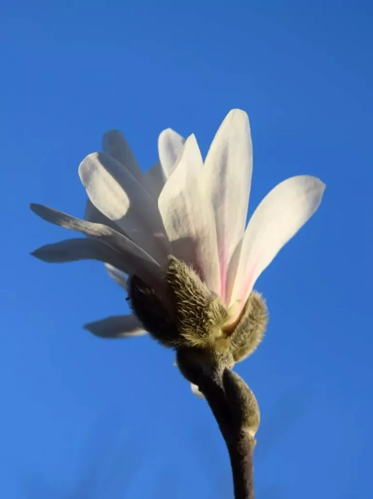 Magnolia Spring Welcome
