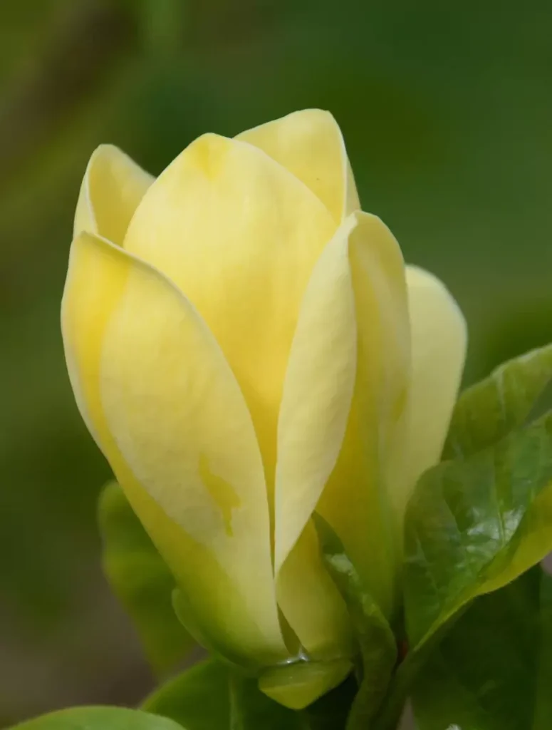 Magnolia Yellow Bird