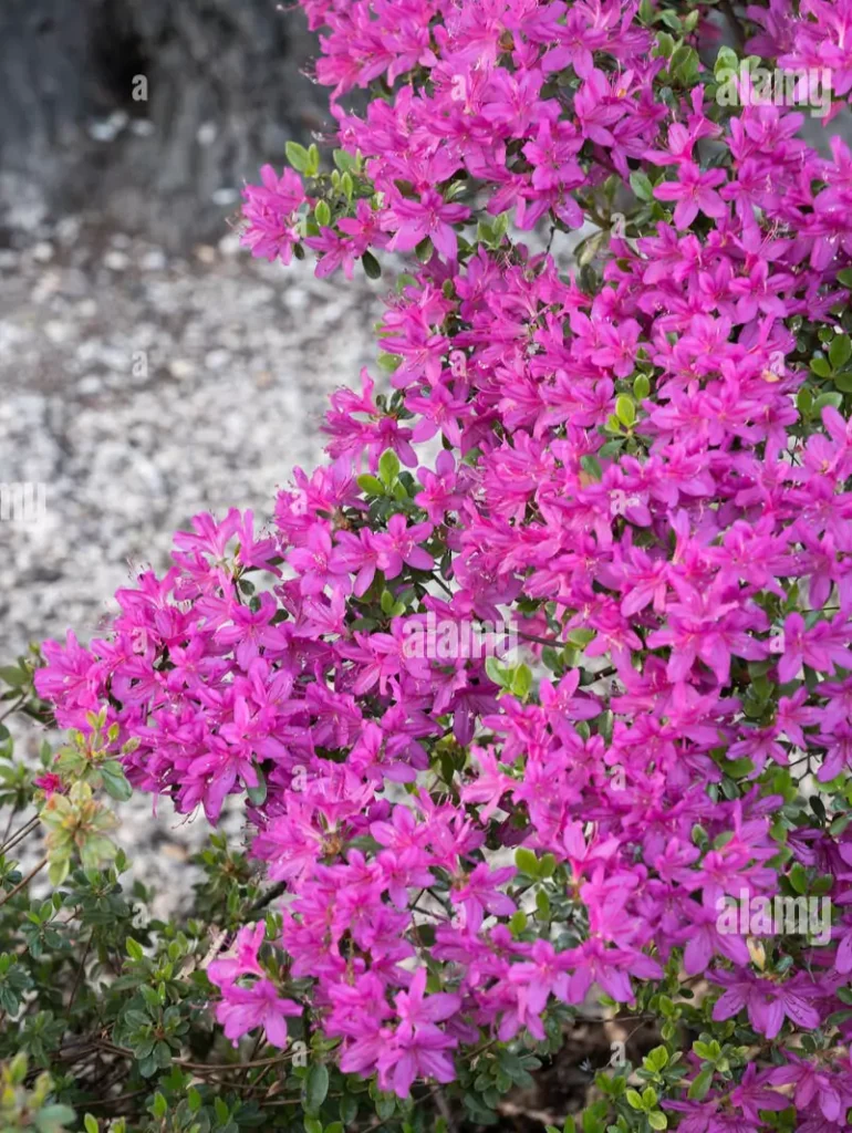 Nova Zembla – Purple