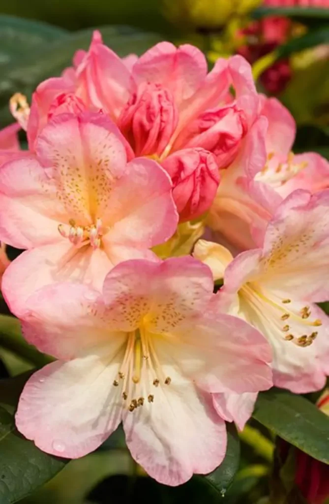 Percy Wiseman – Purple