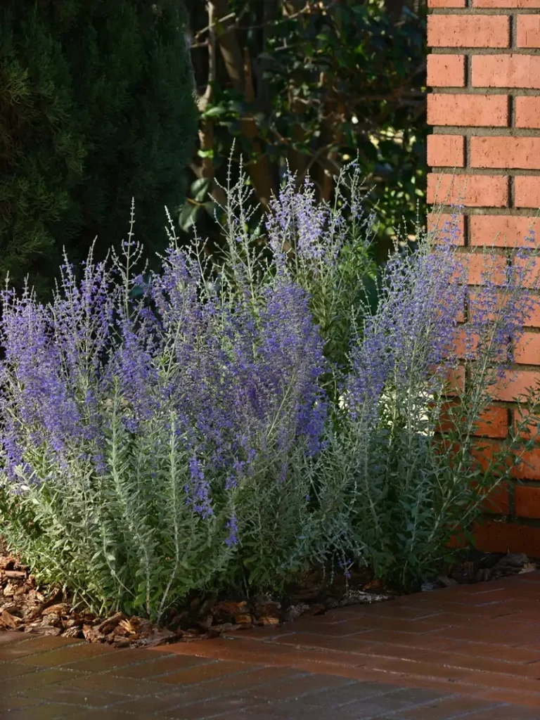 Perovskia Russian – Blue Sage