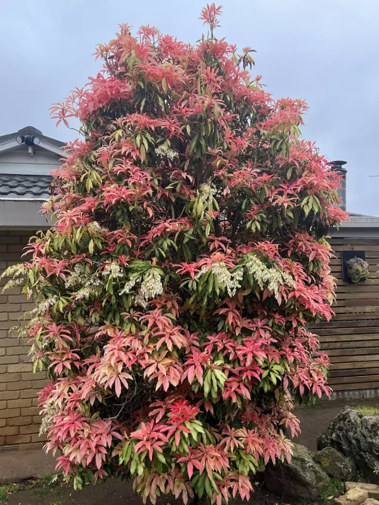 Pieris Forest Flame
