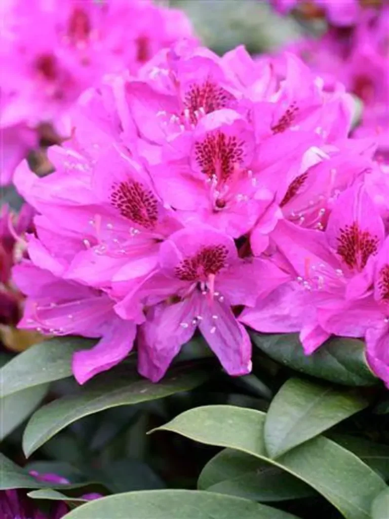 Rhodo-Anah Kruschke – Purple