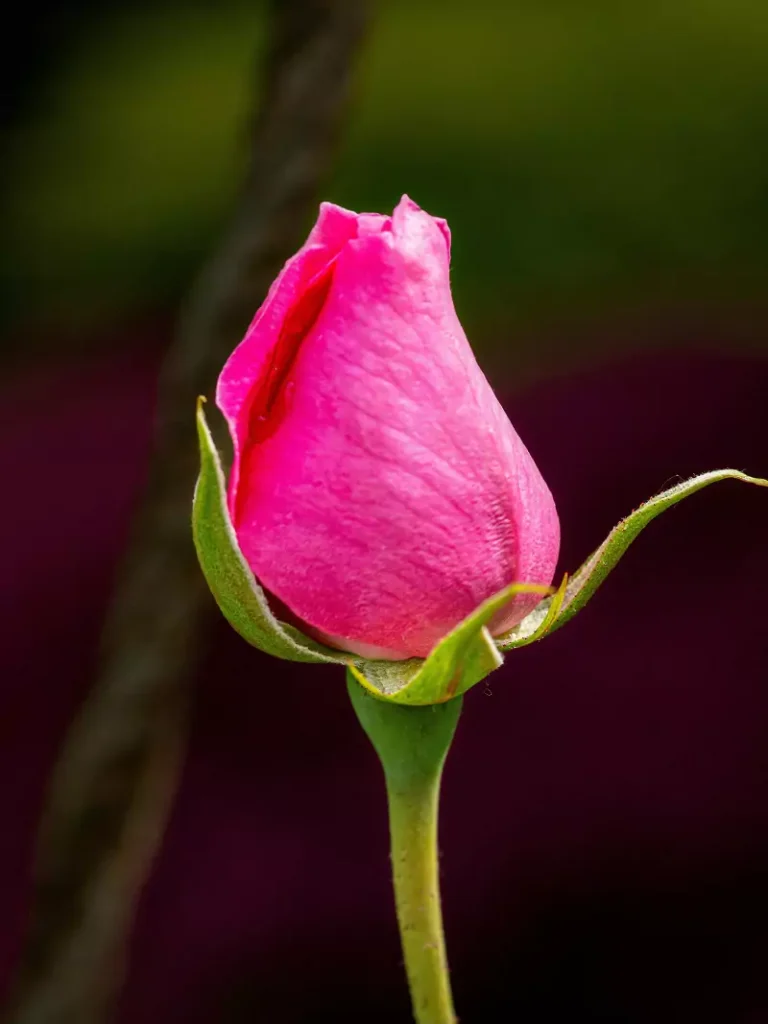 Rosy Bud