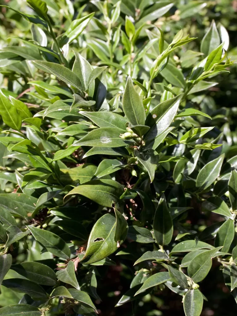 Sarcococca Sharma House