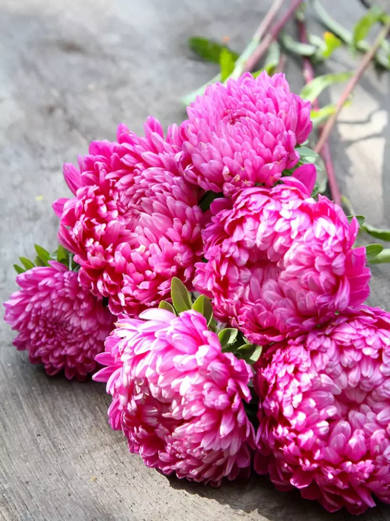 Unique – Salmon Pink