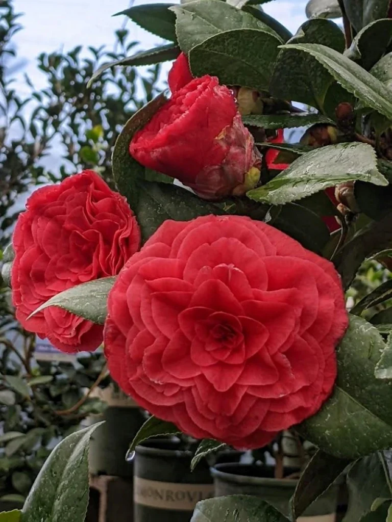 Vestito Rosso Camellia