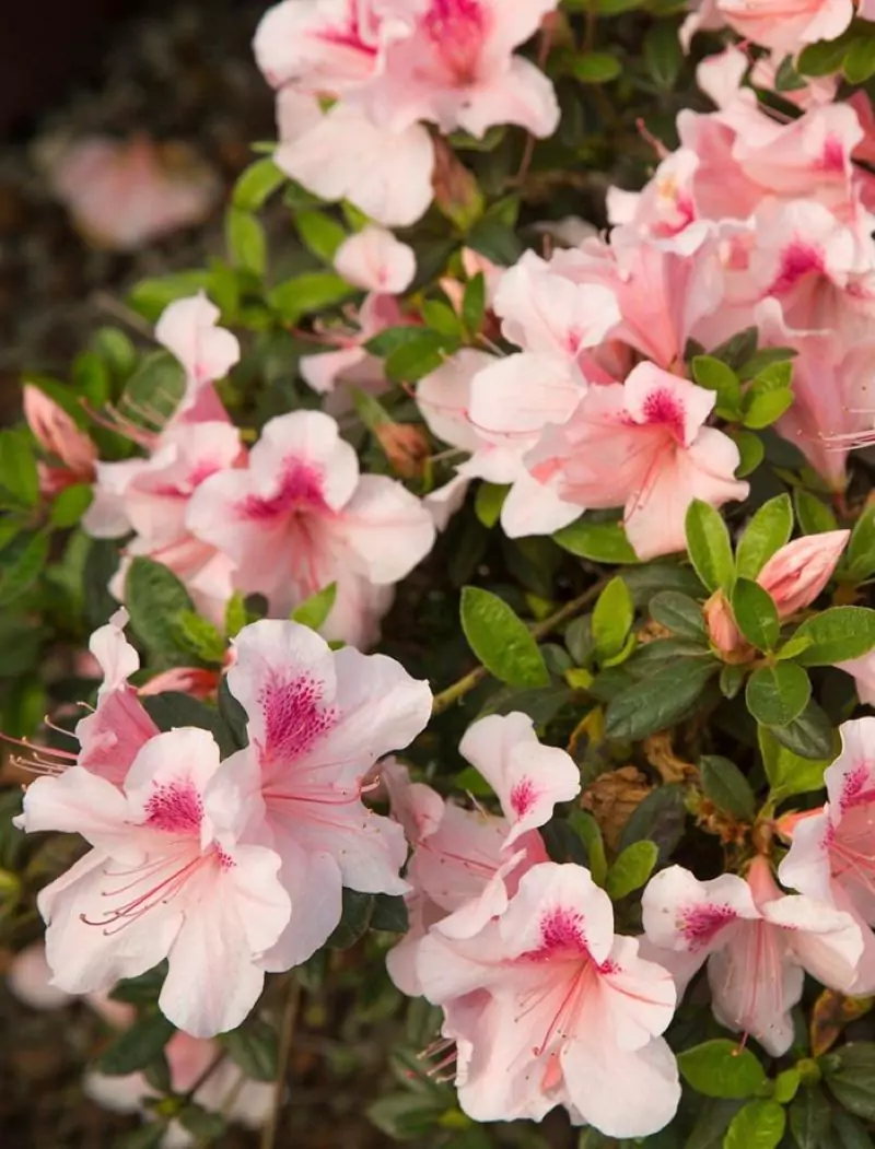 Western Lights Azalea - Canadian Invitro Technologies Inc.