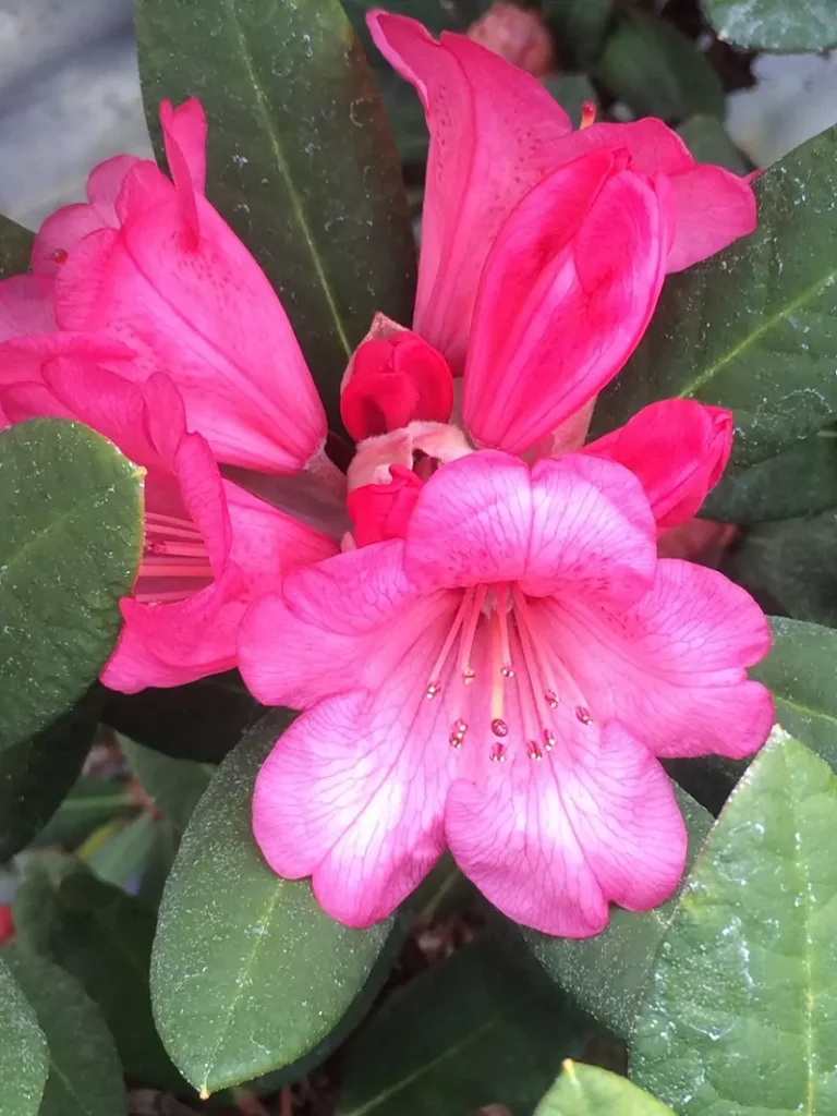 Wine n Roses – Red