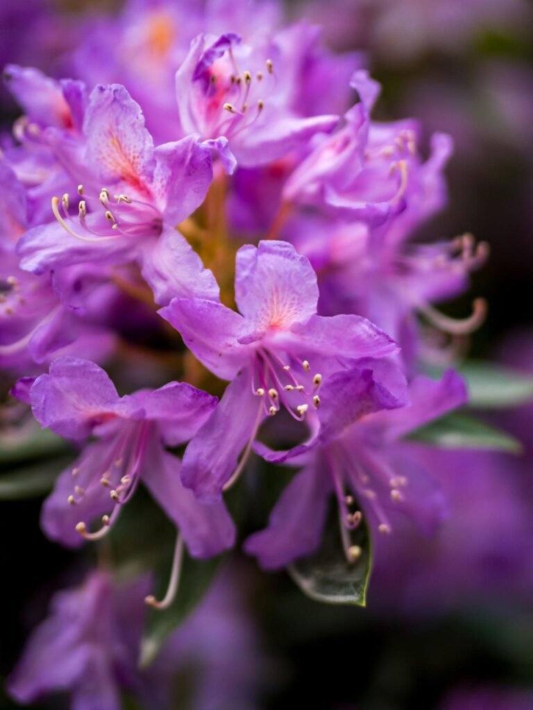 Purple Rhododendron