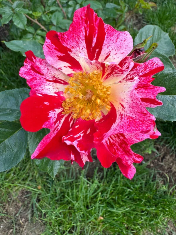 Vaccinium Fourth of July