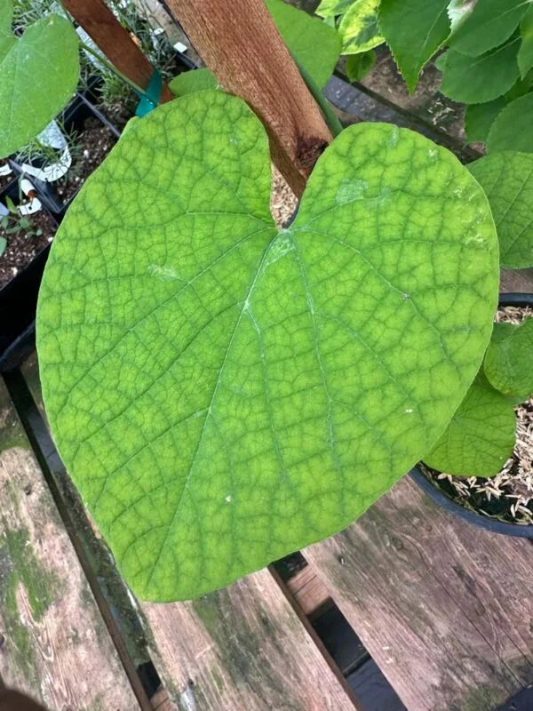 Aristolochia Durior