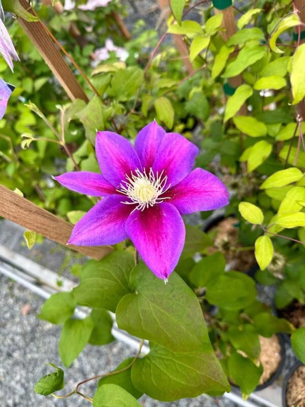 Barbara Jackman Clematis