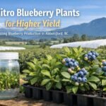 InVitro blueberry plants in trays with a tissue culture jar, set in a productive blueberry field in Abbotsford, British Columbia.