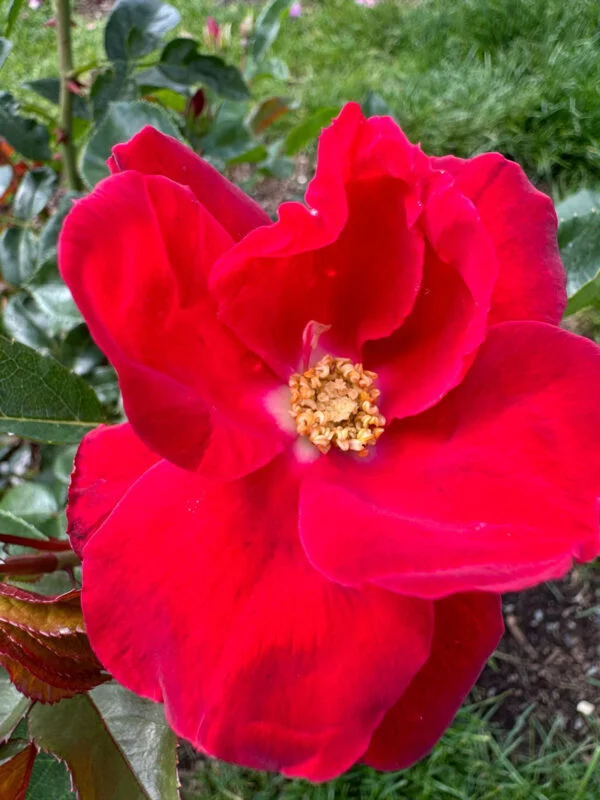 Brickred Rose