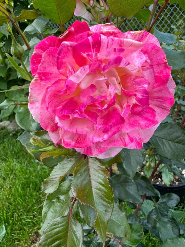 Vaccinium All American Magic