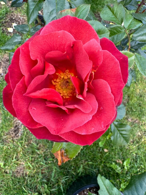 Cocoa Red Rose