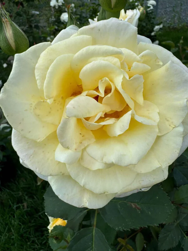 Fiji White Rose