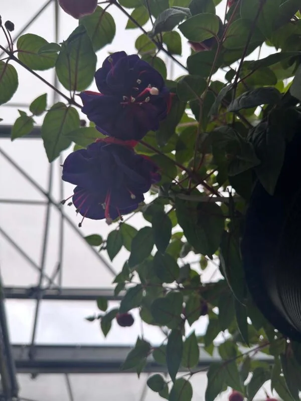 Fuchsia Bella Rosella