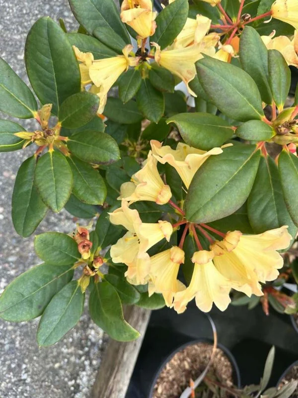 Holden’s Solar Flare Rhododendron