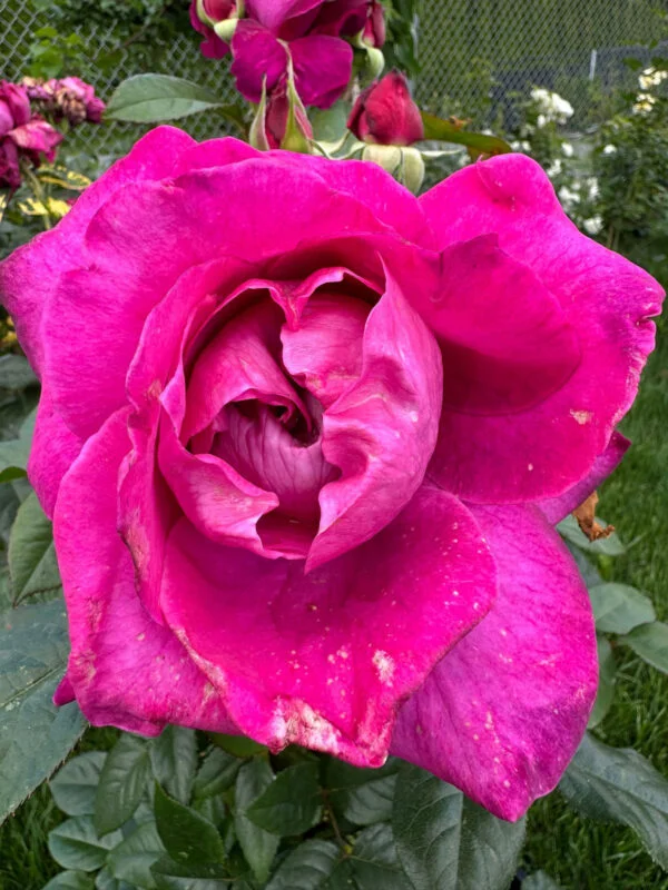 IntriPink Rose