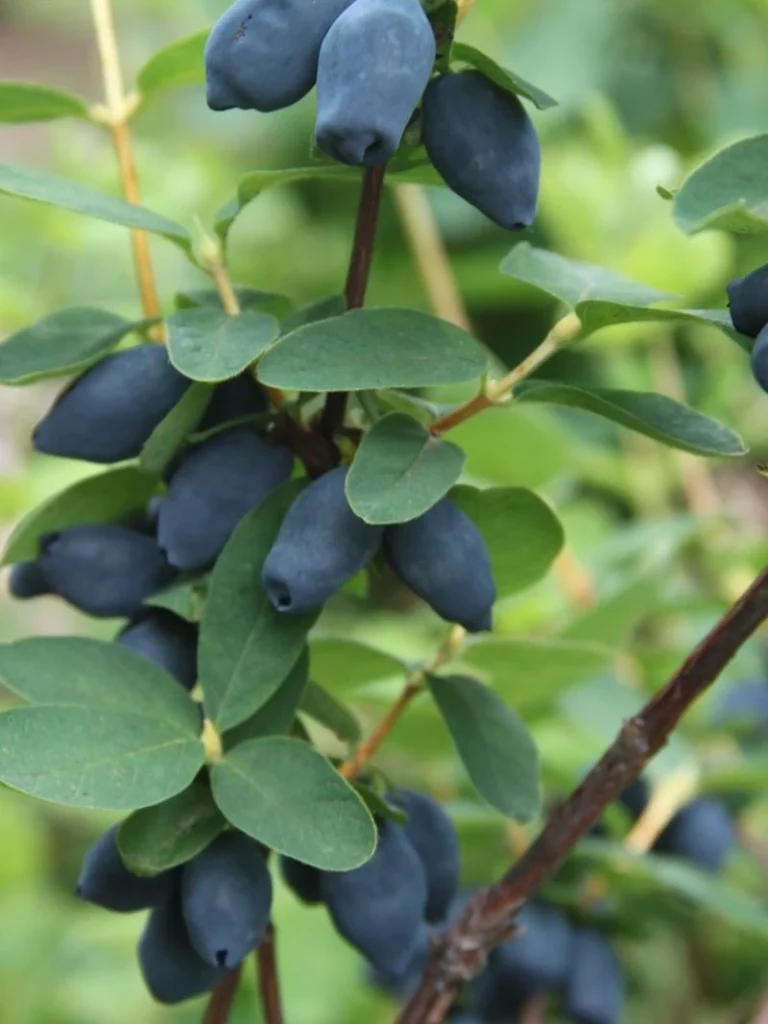 Lonicera Haskap Berry Honey