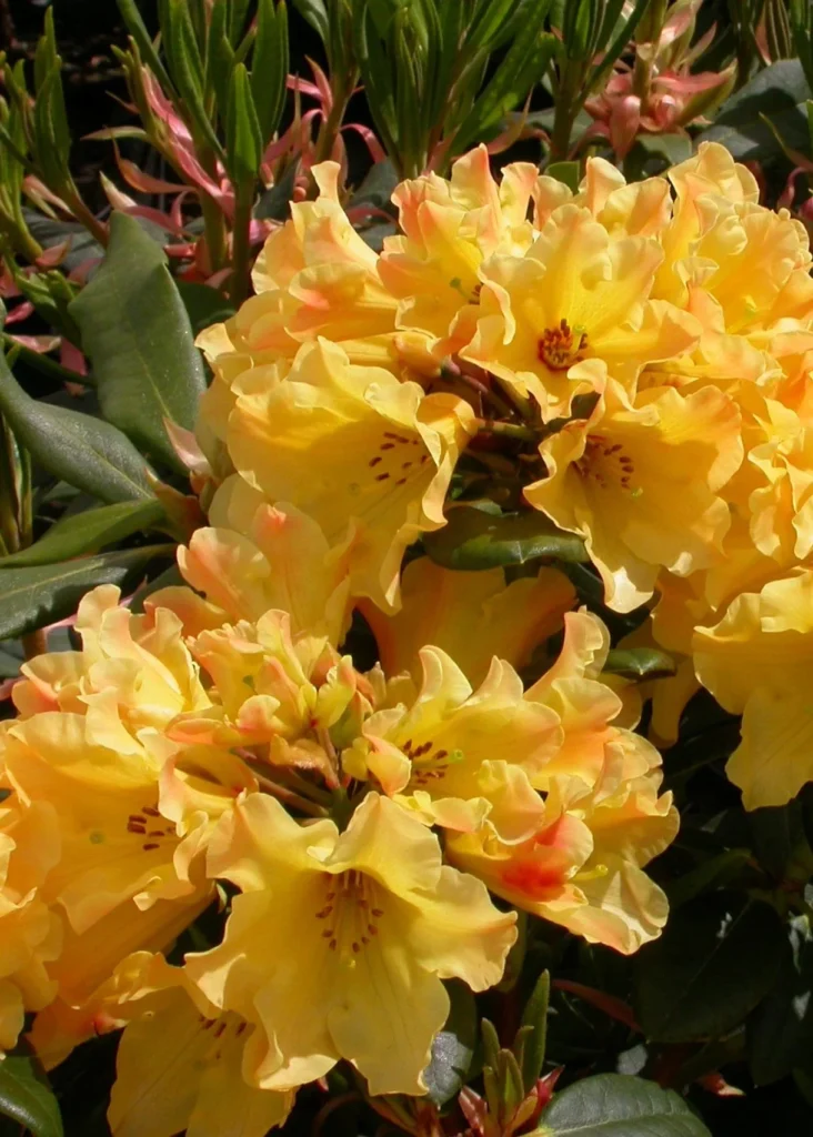 Rhododendron ‘Nancy Evans’