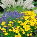 Colorful ornamental garden bed with bright yellow daisy-like flowers, purple lavender spikes, and tall feathery ornamental grasses beside a curved stone pathway.