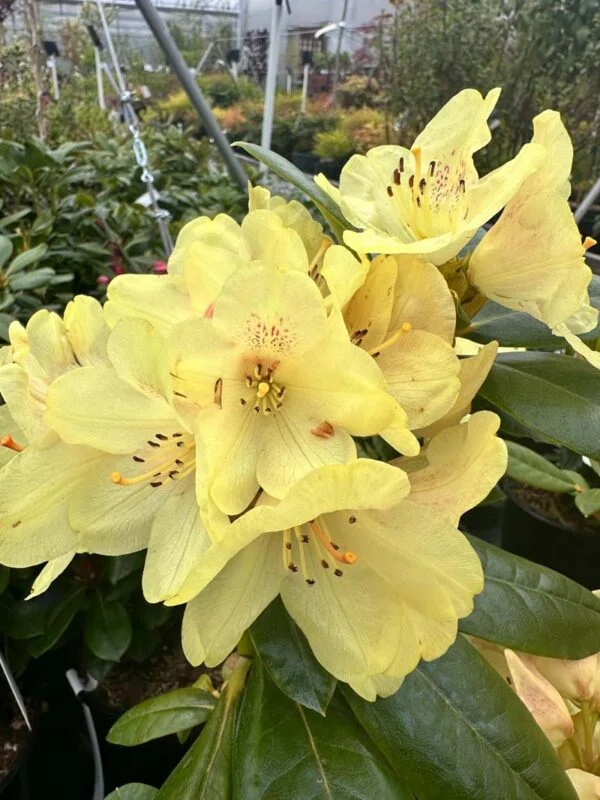 Rhododendron Holden Solar Flare