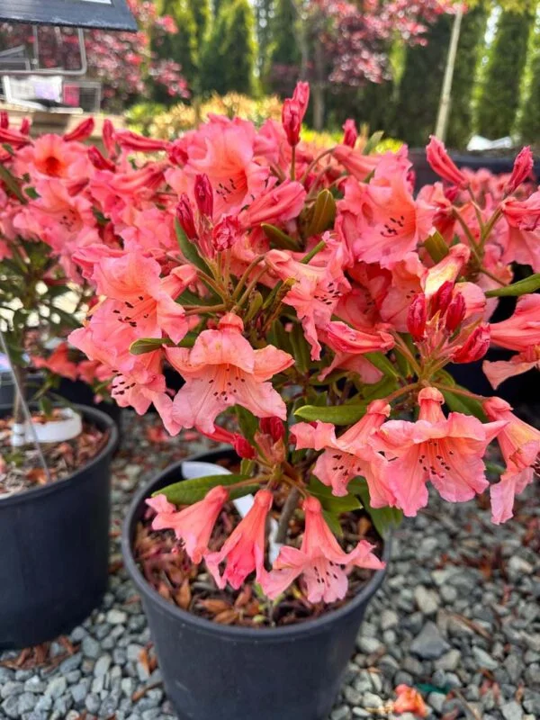 Tortodie Shell Rhododendron