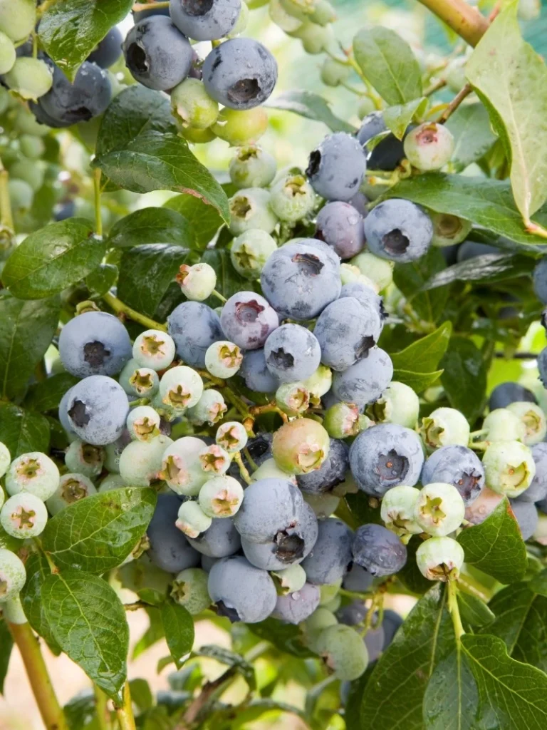 Vaccinium Bluecrop