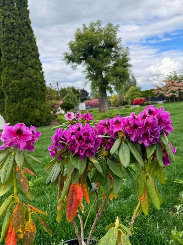 Wojnar’s Purple Rhododendron