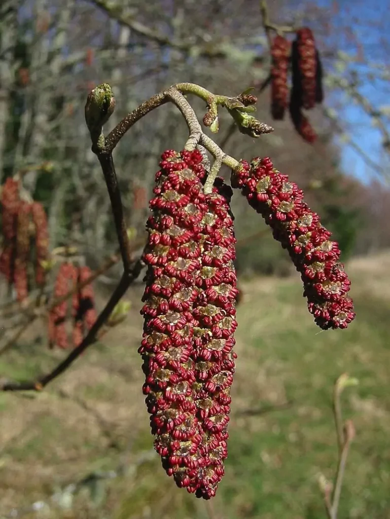 Alnus rubra (Red Alder)