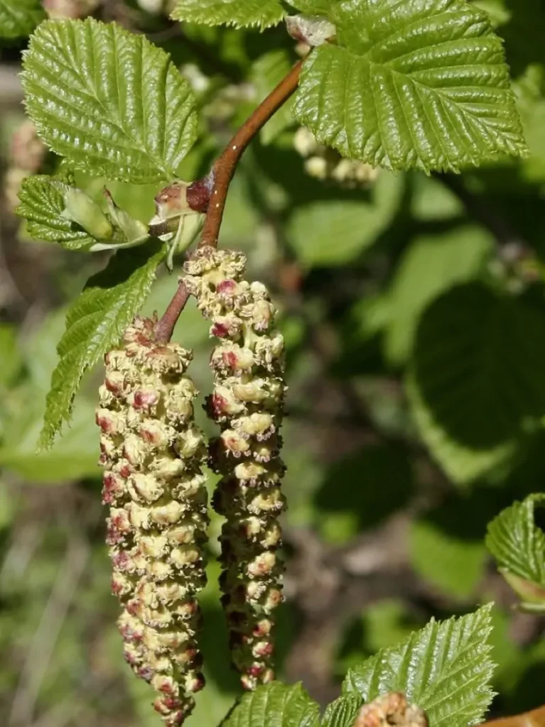 Alnus sinuata (Sitka Alder)