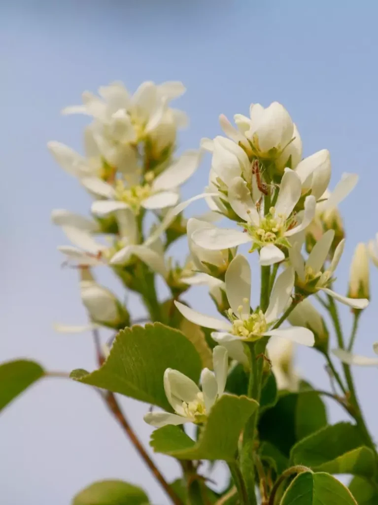 Amelanchier alnifolia (Saskatoon Berry)