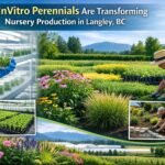 The nursery industry in Langley, British Columbia, is evolving rapidly, and inVitro perennials in Langley BC are leading that transformation. Growers are adopting modern propagation methods to produce cleaner, more uniform, and high-performance plants that meet the rising demands of landscapers, garden centers, and wholesale buyers across the region.