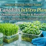 Tissue culture ornamentals, shrubs, and perennials supplied by Canadian InVitro Plants for commercial growers in Ottawa.