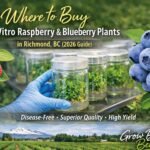 InVitro raspberry and blueberry plants in laboratory jars with fresh ripe berries and a Richmond, BC farm landscape background showcasing disease-free berry cultivation.
