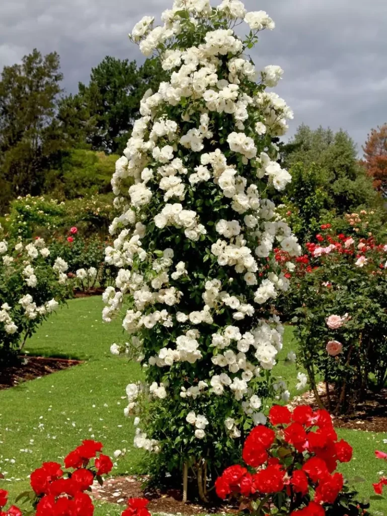 Cl-Climbing Iceberg Rose