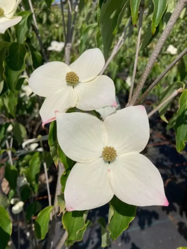 Cornus nuttallii (Pacific Dogwood)