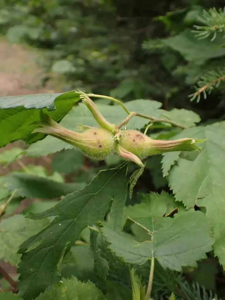 Corylus cornuta (Beaked Hazel)
