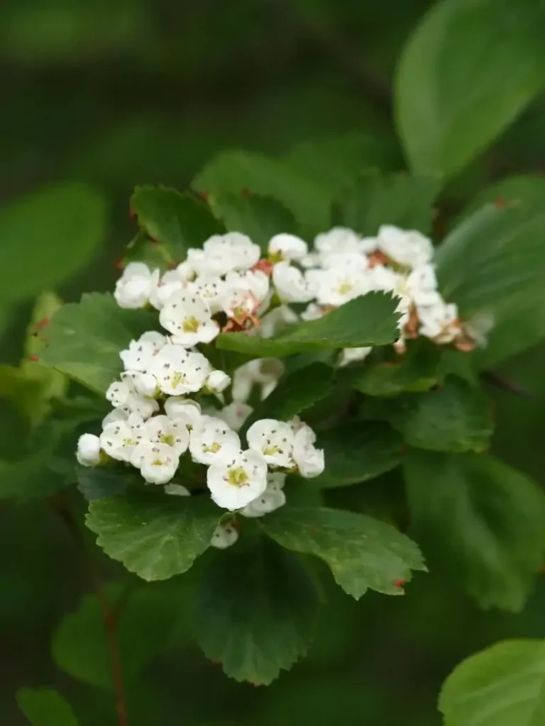 Crataegus douglasii (Black Hawthorn)