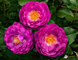 Ht/Gr Wild Blue Yonder Rose