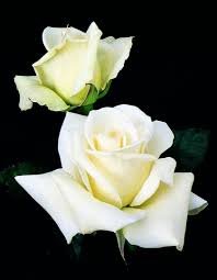 Ht/Rg John F Kennedy Rose