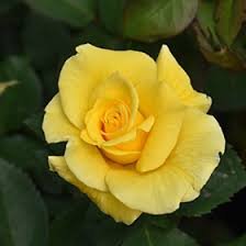 Ht/Rg Midas Touch Rose